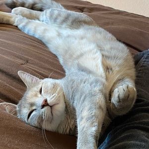 Meet your Posher, Connie